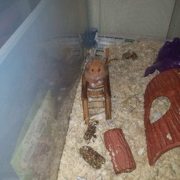 VERY ANIMAL FRIENDLY HOME 🐕🐈🕷🐢🐀❤ - Picture 10 of 16